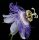  PASSIONSBLUME PASSIFLORA INCARNATA SAMEN