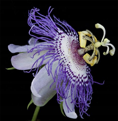 PASSIONSBLUME PASSIFLORA INCARNATA SAMEN