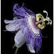  PASSIONSBLUME PASSIFLORA INCARNATA SAMEN