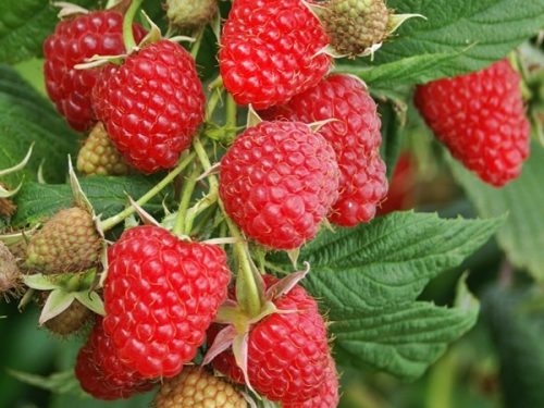  Himbeer- und Brombeer-POLKA-Setzlinge in einem 5-10 cm großen Ballen