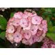  Rosa Hortensien, Sämlinge im 2-3l-Behälter, 35-45 cm