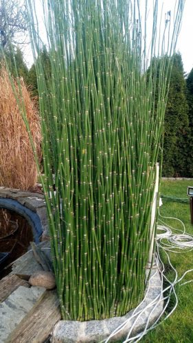  Schachtelhalm Robustum Polish Bamboo Gartendekoration für Töpfe