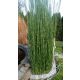  Schachtelhalm Robustum Polish Bamboo Gartendekoration für Töpfe