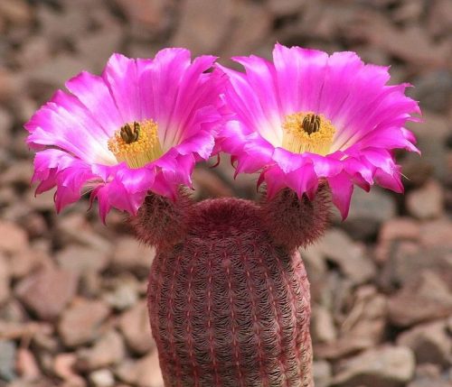  Echinocereus rubispinus-Sämling im 0,5-l-Behälter