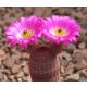 Echinocereus rubispinus-Sämling im 0,5-l-Behälter