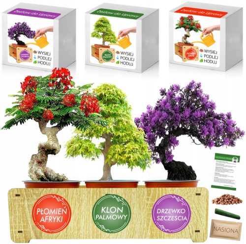  Bonsai-Anzuchtset Paulownia Ahornflamme XL