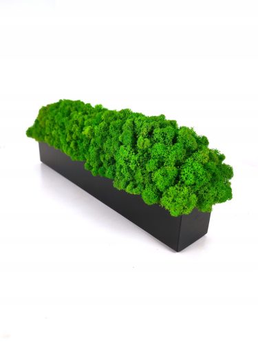 Dekoratives Moos LEBENDES DEKORATIVES MOOS AUF EINEM 40-CM-TOPF