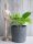  Epipremnum Golden Pothos-Sämling in einem 0,5-1-Liter-Behälter