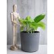  Epipremnum Golden Pothos-Sämling in einem 0,5-1-Liter-Behälter