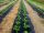Agrartextil - Mulch-Agrotextil (Anti-Unkraut) InterOgrody schwarz 120 x 1600 cm 0,55 g/m²