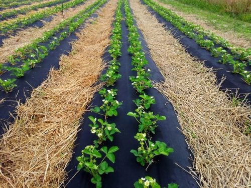 Agrartextil - Mulch-Agrotextil (Anti-Unkraut) InterOgrody schwarz 120 x 1600 cm 0,55 g/m²