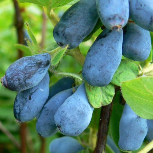  Blaubeeren und Heidelbeeren Wojtek Zojka Sämling in einem Behälter 0,5-1l 15-20 cm