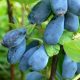  Blaubeeren und Heidelbeeren Wojtek Zojka Sämling in einem Behälter 0,5-1l 15-20 cm