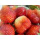  Erdbeere Erdbeersaatpaket mit Erdbeeren SUPER-Früchte für 5 Monate