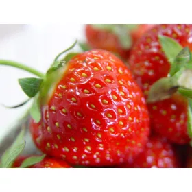    Walderdbeeren und Kent-Erdbeeren, Setzlinge im 0,5l-Behälter, 15-20 cm