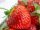  Walderdbeeren und Kent-Erdbeeren, Setzlinge im 0,5l-Behälter, 15-20 cm
