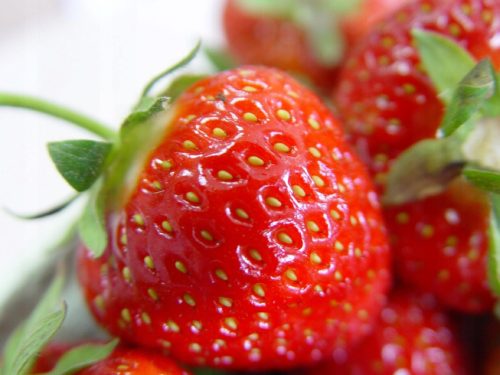  Walderdbeeren und Kent-Erdbeeren, Setzlinge im 0,5l-Behälter, 15-20 cm