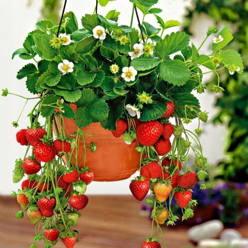  Walderdbeeren und Ostara-Erdbeerensämlinge im Behälter 0,5-1l 15-20 cm