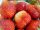  Erdbeer-Erdbeer-SEEDINGS SUPER PACKAGE Obst 5M