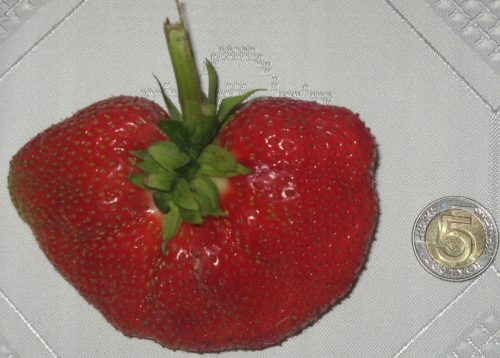  Walderdbeeren und Riesenerdbeeren im Behälter bis 0,5l, 15-20 cm