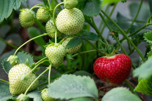  Pandora Walderdbeeren und Erdbeeren, Sämling im Behälter bis 0,5l, 15-20 cm