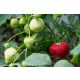  Pandora Walderdbeeren und Erdbeeren, Sämling im Behälter bis 0,5l, 15-20 cm