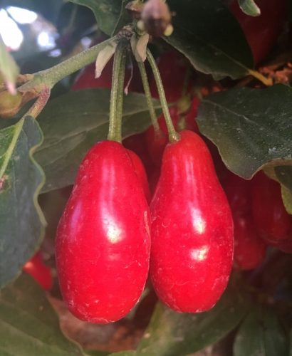  Essbarer Hartriegel Wydubieckij SEEDINGMENT Topf gepfropft
