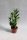  ZAMIOCULCAS (ZAMIOCULCAS) SEHR SCHÖN