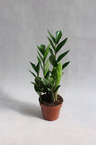  ZAMIOCULCAS (ZAMIOCULCAS) SEHR SCHÖN