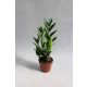  ZAMIOCULCAS (ZAMIOCULCAS) SEHR SCHÖN