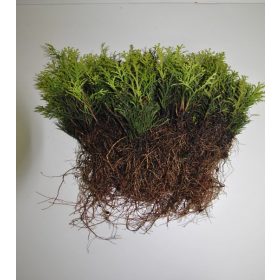  THUJA SMARAGD THUIJA SAMEN 300 Stück HECKE