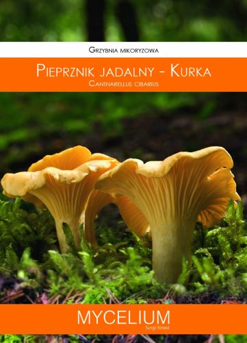  Myzel Pfifferling Mykorrhiza
