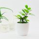  LAURUS-Sämling in einem 0,5-1-Liter-Behälter