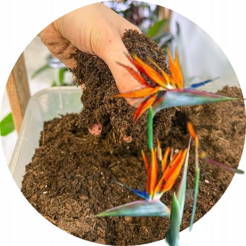 Gartenerde Erde für Strelitzia Premium Dedicated Substrate 13L