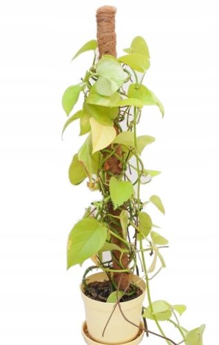  Kokosstange 150 cm 10 Stk.