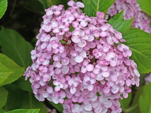  Lila, bunte, rosa Hortensien, Sämling im 2-3l-Behälter, 25-35 cm