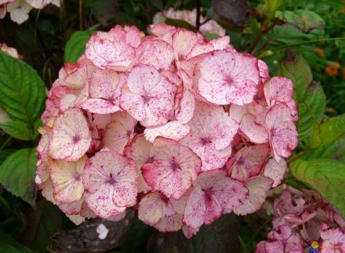  Rosa Hortensien, Sämlinge im 2-3-Liter-Behälter, 30-35 cm