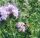  Phacelia Stala-Samen C1 Zwischenfrucht für Bienen 1 kg
