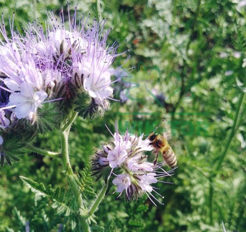  Phacelia Stala-Samen C1 Zwischenfrucht für Bienen 1 kg