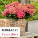  GARTENHYDRENSION REMBRANDT ROSSO GLORY ~ 3 Jahre alt