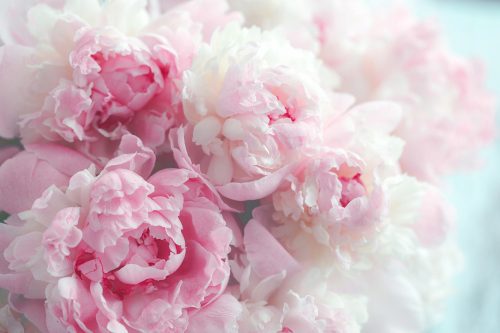 Pfingstrosen-Fototapete PEONIES FLOWERS P02 490x260 W