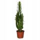  Große Euphorbia trigona Dreirippige Wolfsmilch