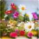  Samenmischung aus Pflanzen. Mischung aus Wildblumen - Blumenwiese 100 g