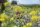  Blumenwiesenhonigmischung 200g