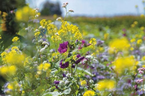  Blumenwiesenhonigmischung 200g