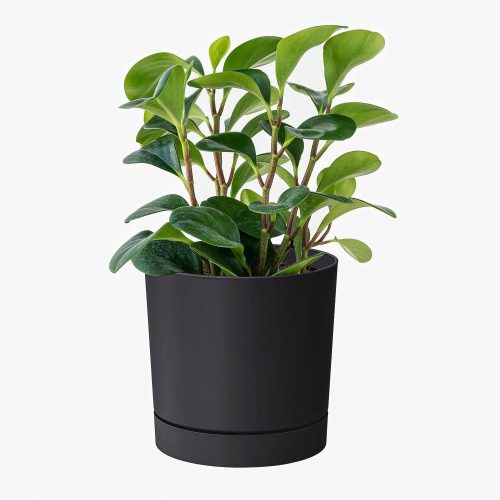  Prosperplast Blumentopf 40 cm x 40 x 37 cm Durchmesser 40 cm Kunststoff schwarz, Graphit