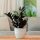  Zamioculcas Raven Sämling im 1-2 Liter Behälter