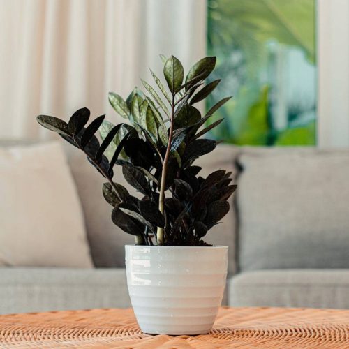  Zamioculcas Raven Sämling im 1-2 Liter Behälter