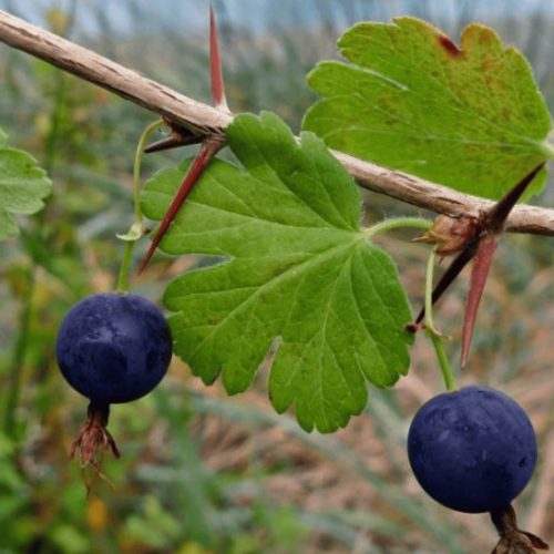  Pflanzenmischung Johannisbeer-Stachelbeer-Setzling im 1-2l-Behälter 30-70 cm