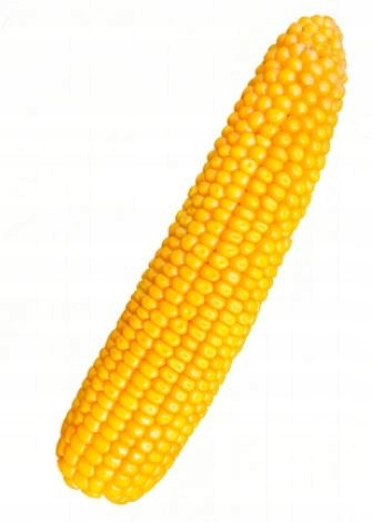 Corn Legion sät Getreidesilage FAO 260